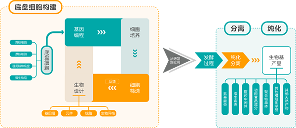 合成生物學生產(chǎn)鏈條
